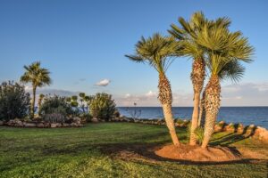 landscaping, garden, palm trees, nature, sky, landscape, scenery, kapparis, cyprus, landscaping, landscaping, landscaping, landscaping, landscaping, palm trees, nature, landscape, landscape, landscape, scenery, cyprus